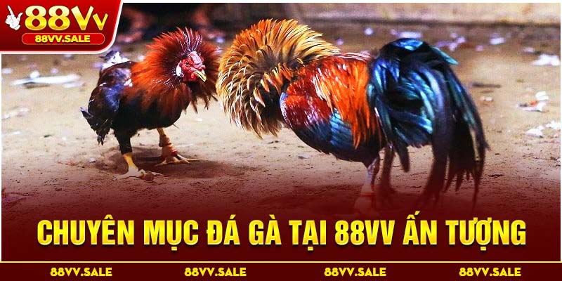 Chuyên mục đá gà tại 88VV ấn tượng