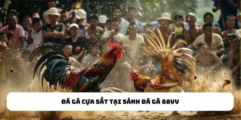 Đá gà cựa sắt cực kỳ nổi bật