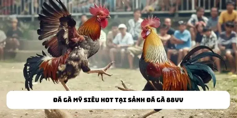 Đá gà Mỹ siêu hot