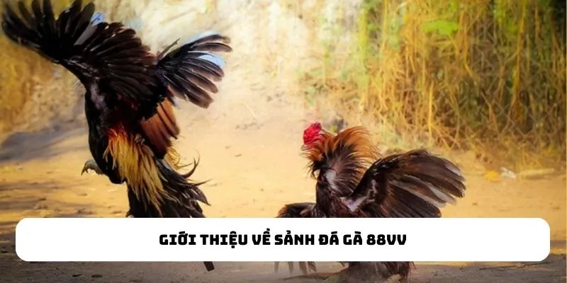 Giới thiệu về sảnh Đá Gà
