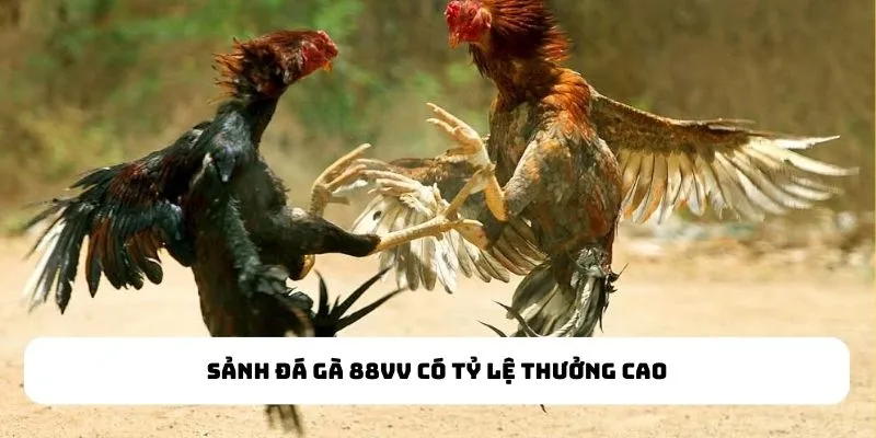 Sảnh Đá Gà có tỷ lệ thưởng cao