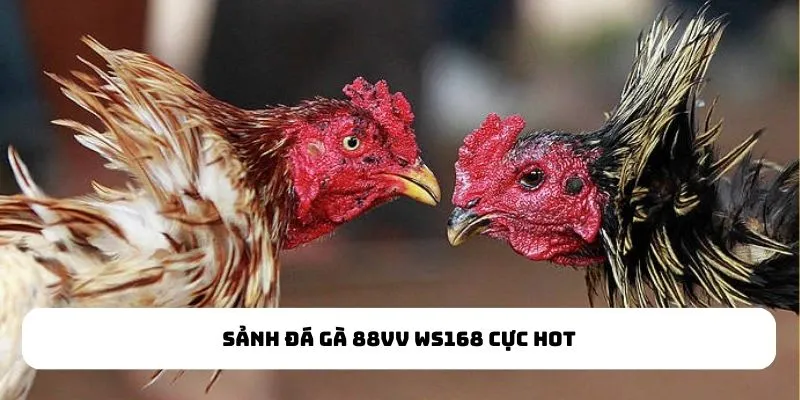 Sảnh Đá Gà WS168 cực hot